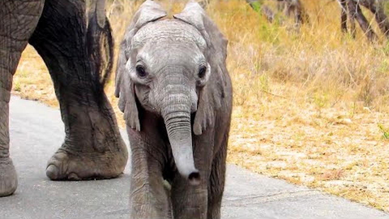 Embedded thumbnail for Best Videos Part 45 || ✪ Stern DuTube | Amazing Dog Videos You Don't Want to Miss