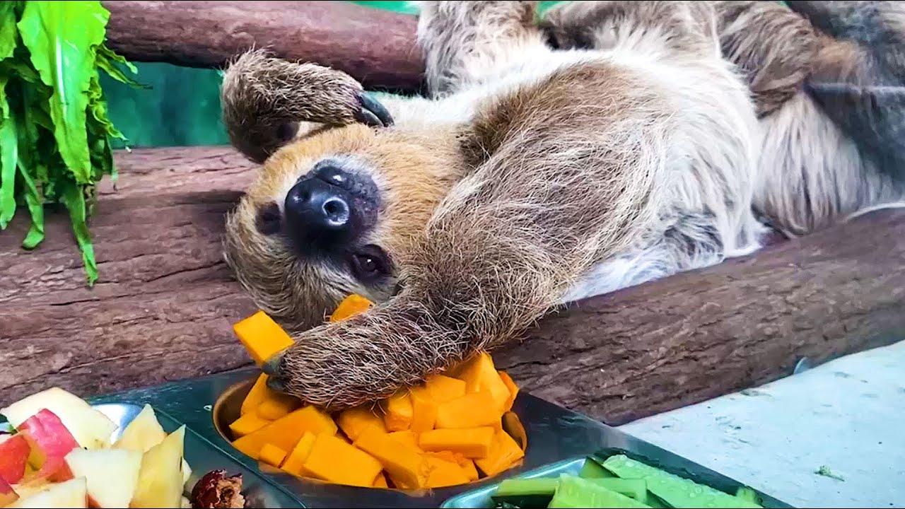 Embedded thumbnail for Top 10 Funniest Pet Videos Compilation Part 61 | Stern DuTube Pet Humor 2025