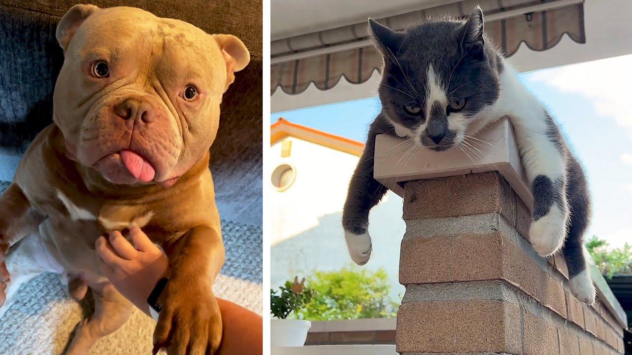 Embedded thumbnail for Die besten Videos 2024 || ✪ Stern DuTube - lustige Katzenpannen Compilation ansehen und lachen!