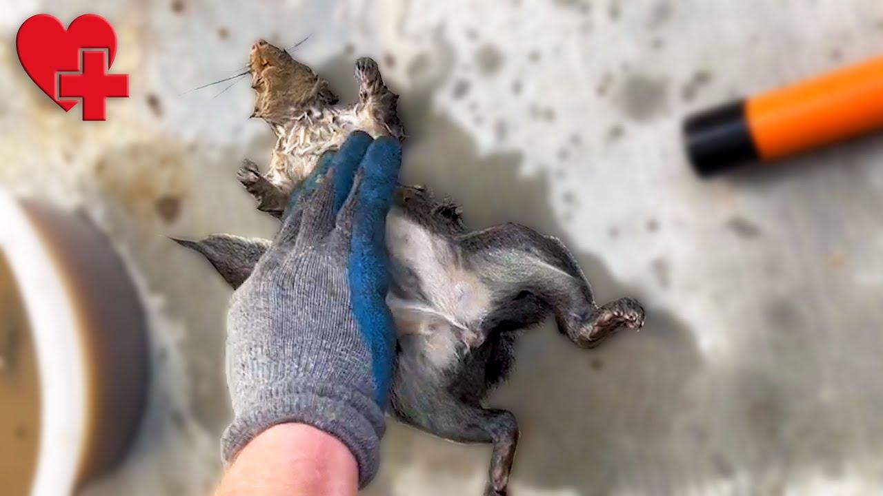 Embedded thumbnail for The Best Videos of 2023 Part 21 || Stern DuTube Rare Moments Compilation