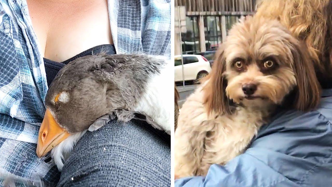 Embedded thumbnail for Top Videos of 2022 Part 19 | Best Moments from Stern DuTube with Funny Dog Fails at the End