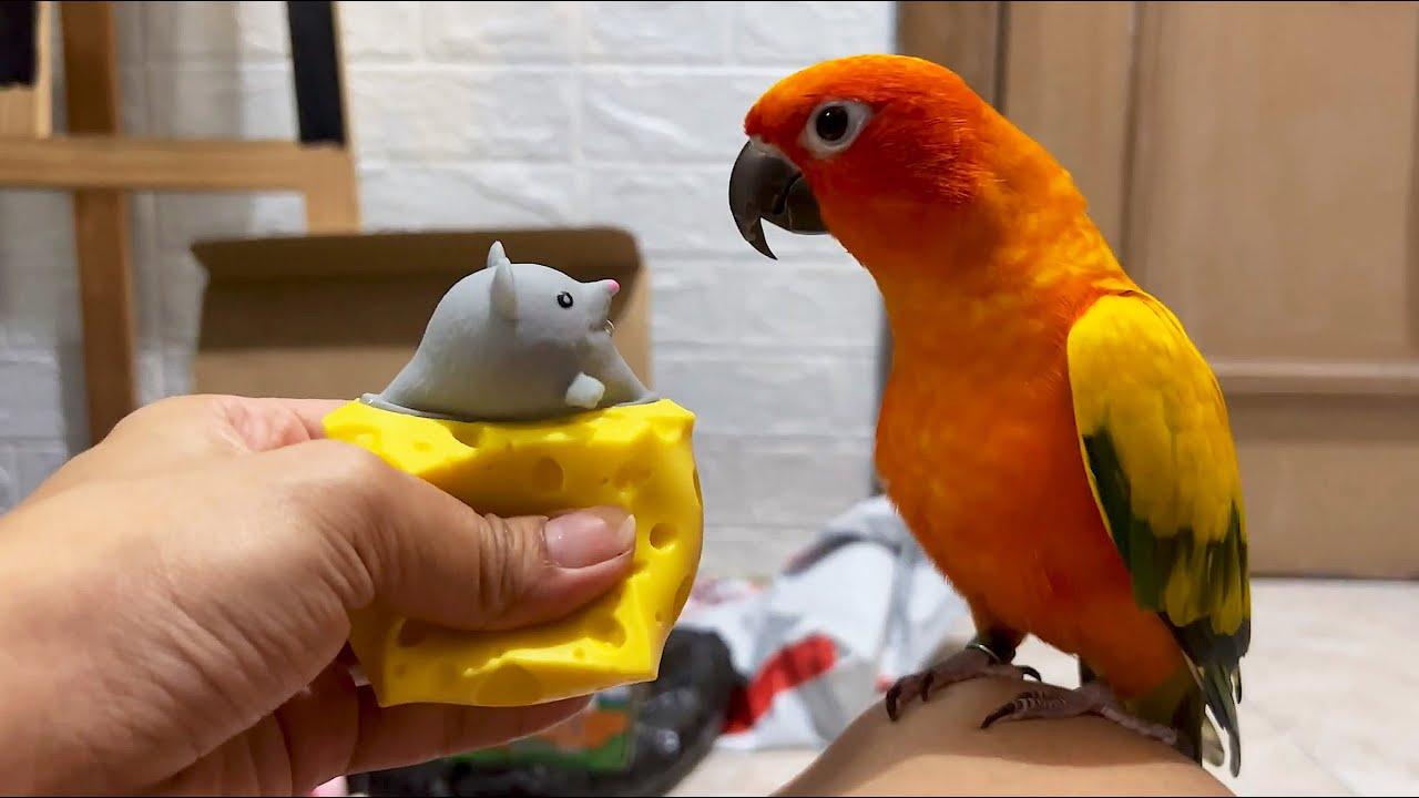 Embedded thumbnail for Die besten Videos 2024 (Teil 11) || ✪ Stern DuTube - lustige Katzenpannen Compilation