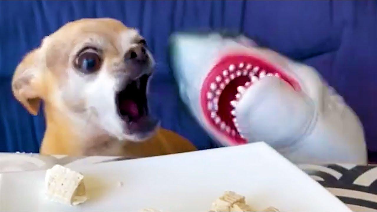 Embedded thumbnail for Top 10 Best Videos Part 109 | Stern DuTube Compilation with Hilarious Dog Fail Moments