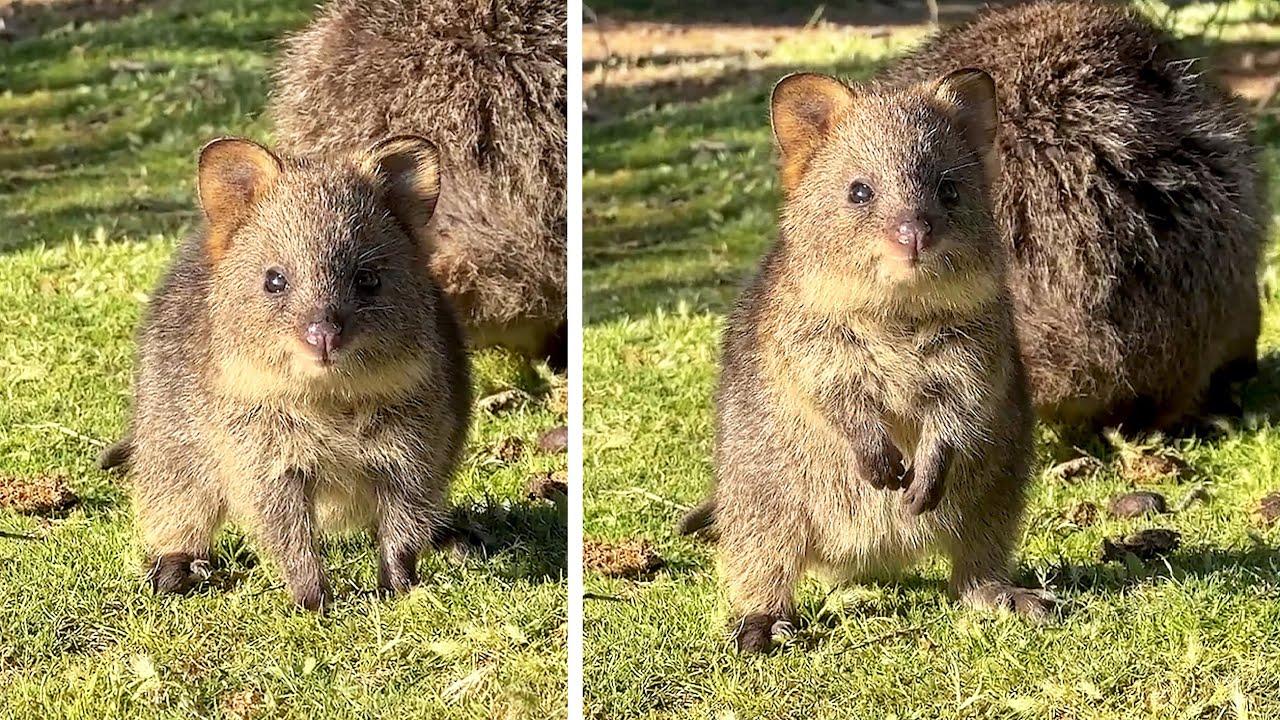 Embedded thumbnail for #32 Die besten Videos 2025 || ✪ Stern DuTube