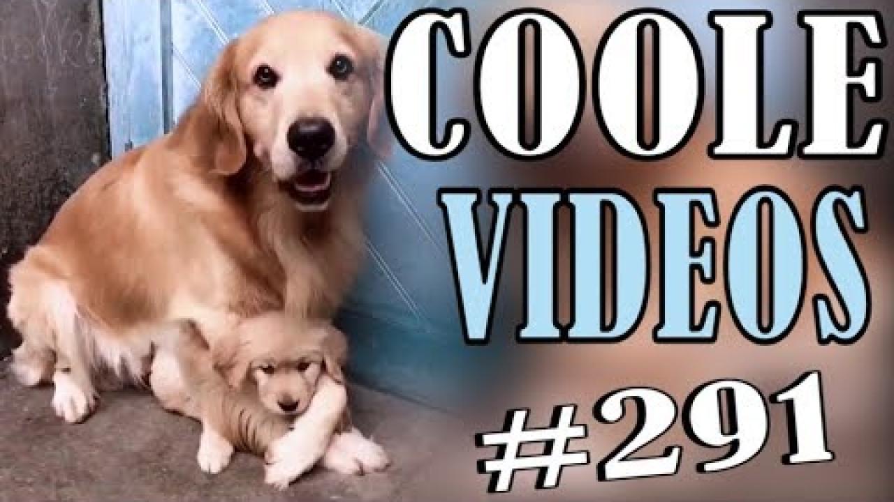 Embedded thumbnail for Cool Videos #291 | Stern DuTube Presents a Funny Cat Fails Compilation for Endless Laughter