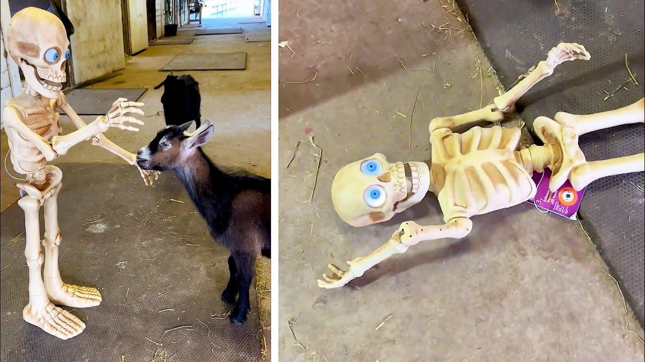 Embedded thumbnail for Die besten Videos 2024 auf Stern DuTube Haustier-Humor 2025