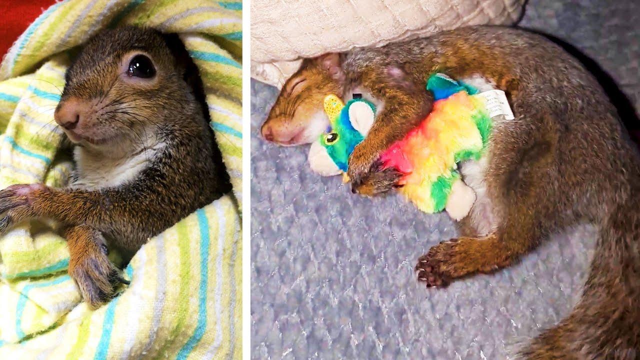 Embedded thumbnail for Best Videos of 2023 Part 95 || ✪ Stern DuTube - 2025 Viral Pet Videos You Can't Miss