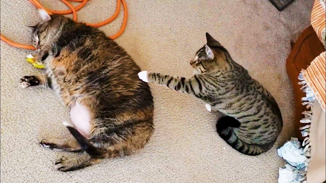 Embedded thumbnail for Top Videos Part 23 || Stern DuTube Highlights with Funny Animal Bloopers at the End