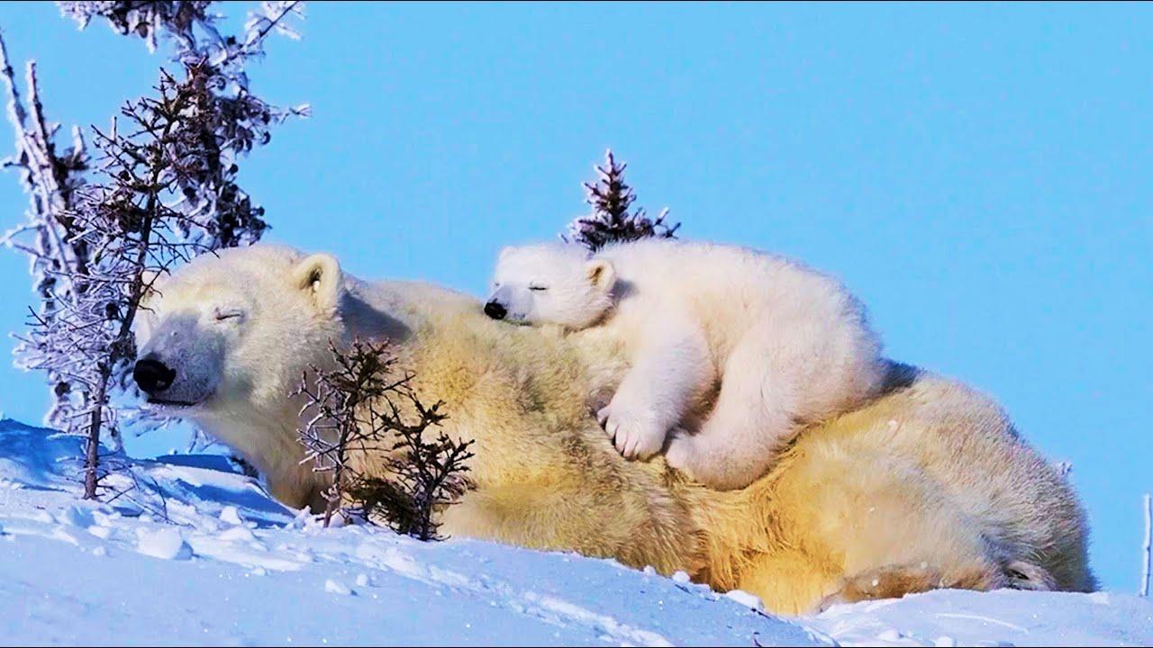 Embedded thumbnail for Top Videos of 2023 Part 62 || ✪ Stern DuTube | Must-See Clips and Pet Humor 2025