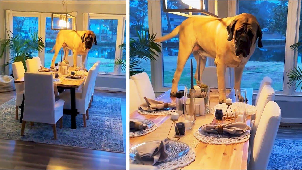 Embedded thumbnail for Die besten Videos 2024 Teil 23 auf Stern DuTube - seltene Momente entdecken