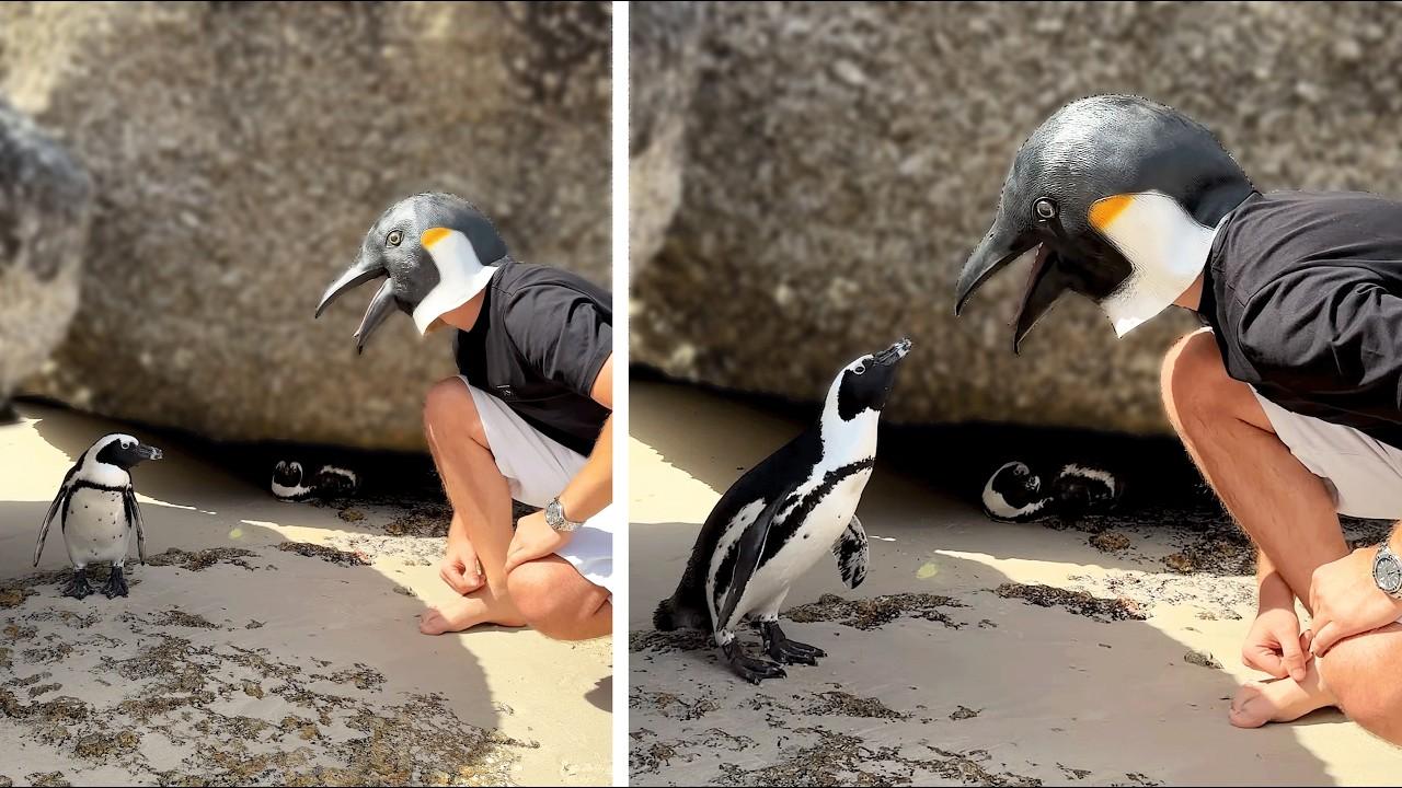 Embedded thumbnail for Best Videos of 2026 Compilation | Funny Cat Fails You Can't Miss
