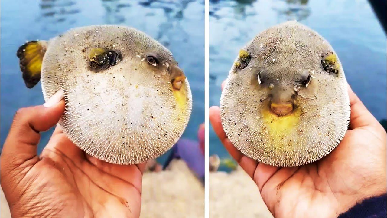 Embedded thumbnail for Best Videos of 2023 Part 48 | Funny Cat Videos Compilation You Can't Miss