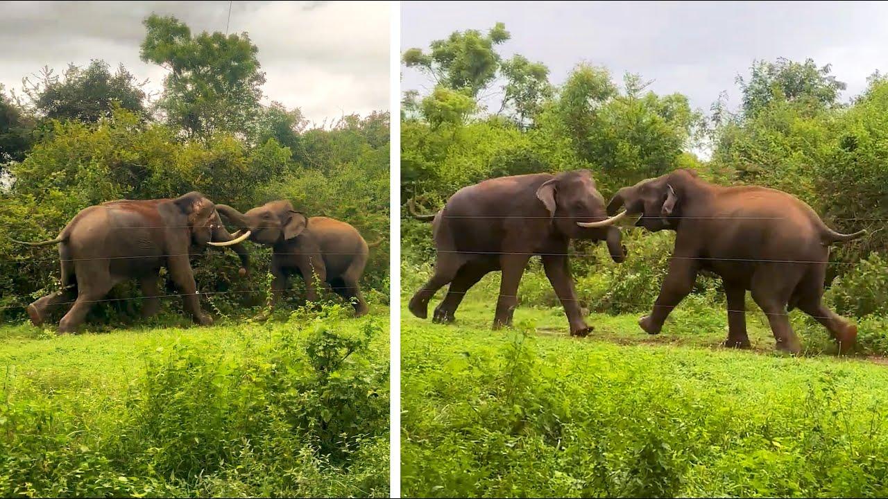 Embedded thumbnail for Die besten Videos 2024 (Teil 65) || Stern DuTube - lustige Katzenpannen Compilation