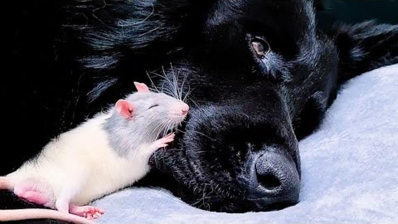 Embedded thumbnail for The Best Videos Part 107 - Funny Cat Videos to Brighten Your Day on Stern DuTube