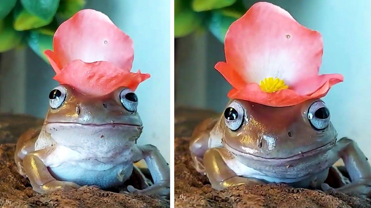 Embedded thumbnail for Best Videos 2022 Part 36 || Star DuTube Highlights and Rare Moments to Remember