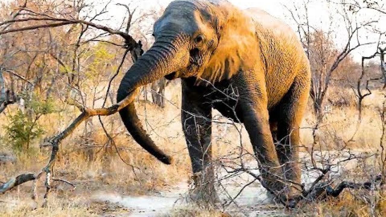 Embedded thumbnail for The Best Videos Part 48 || ✪ Stern DuTube Featuring Amazing Dog Videos