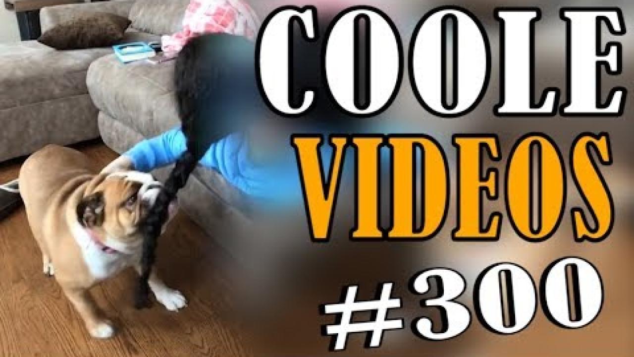 Embedded thumbnail for Coole Videos #300: Adorable Pet Reactions That Will Make You Smile