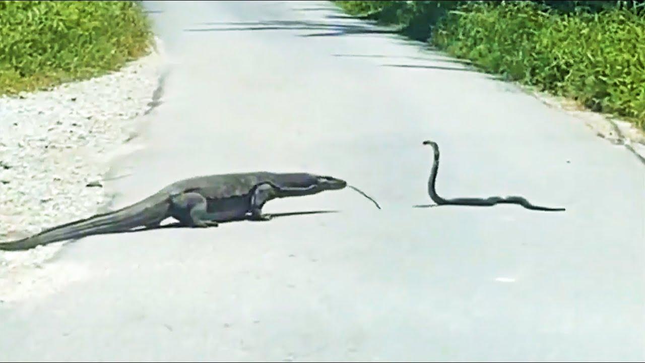 Embedded thumbnail for Die besten Videos 2024 Teil 39 || Stern DuTube mit lustigen Haustier-Stunts