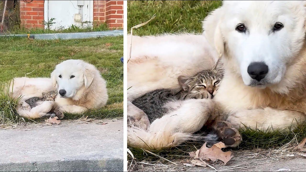 Embedded thumbnail for Die besten Videos 2025 mit Stern DuTube Hundefail-Momente die zum Lachen bringen