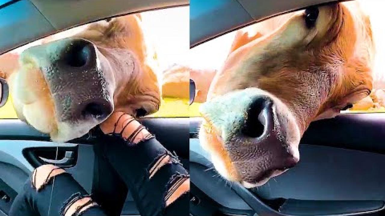 Embedded thumbnail for Best Videos Part 38 | ⭐ Stern DuTube | Amazing Dog Videos You Can’t Miss