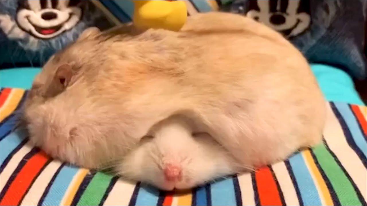 Embedded thumbnail for Best Videos of 2022 Part 51 || ✪ Stern DuTube Rare Moments Highlights