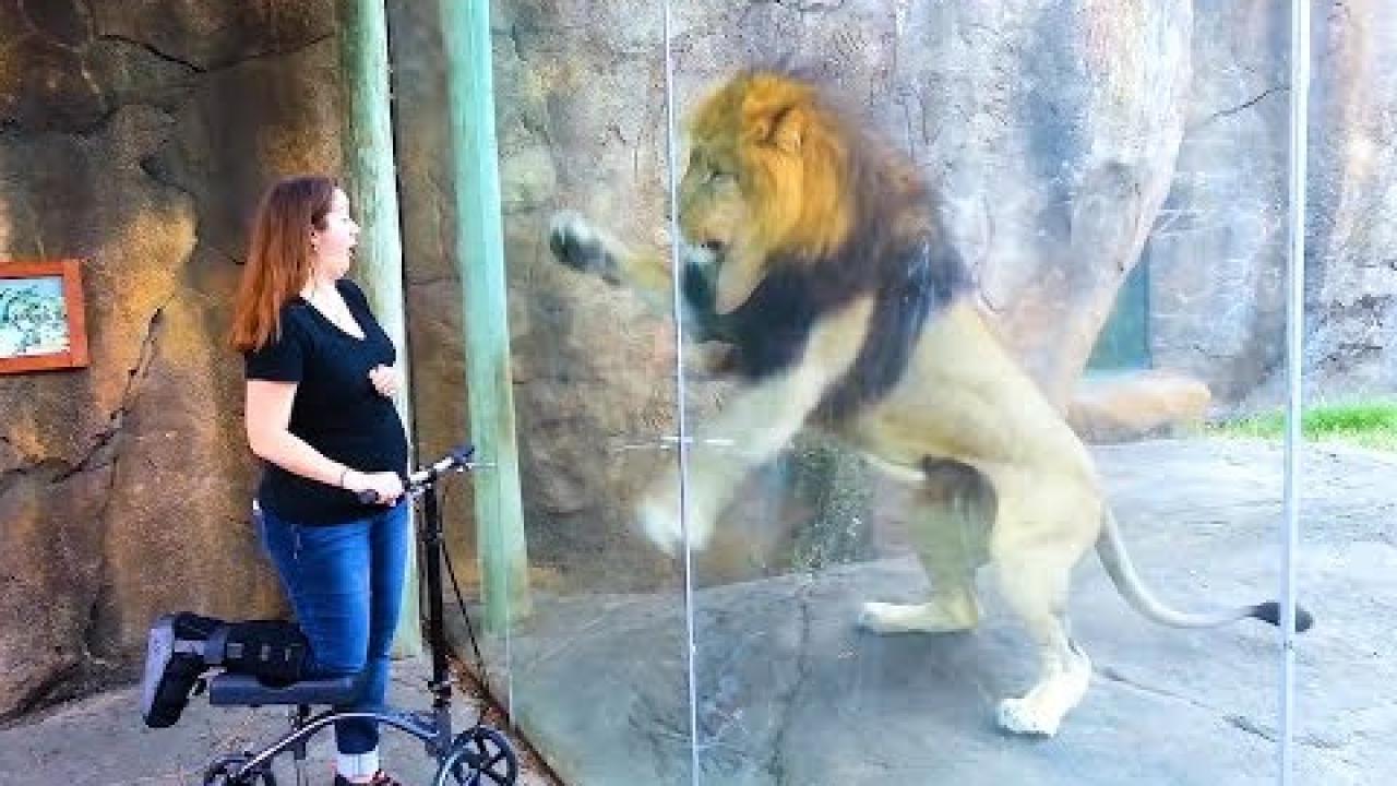 Embedded thumbnail for Coole Videos #323: Amazing Stern DuTube Highlights with Adorable Pet Moments at the End