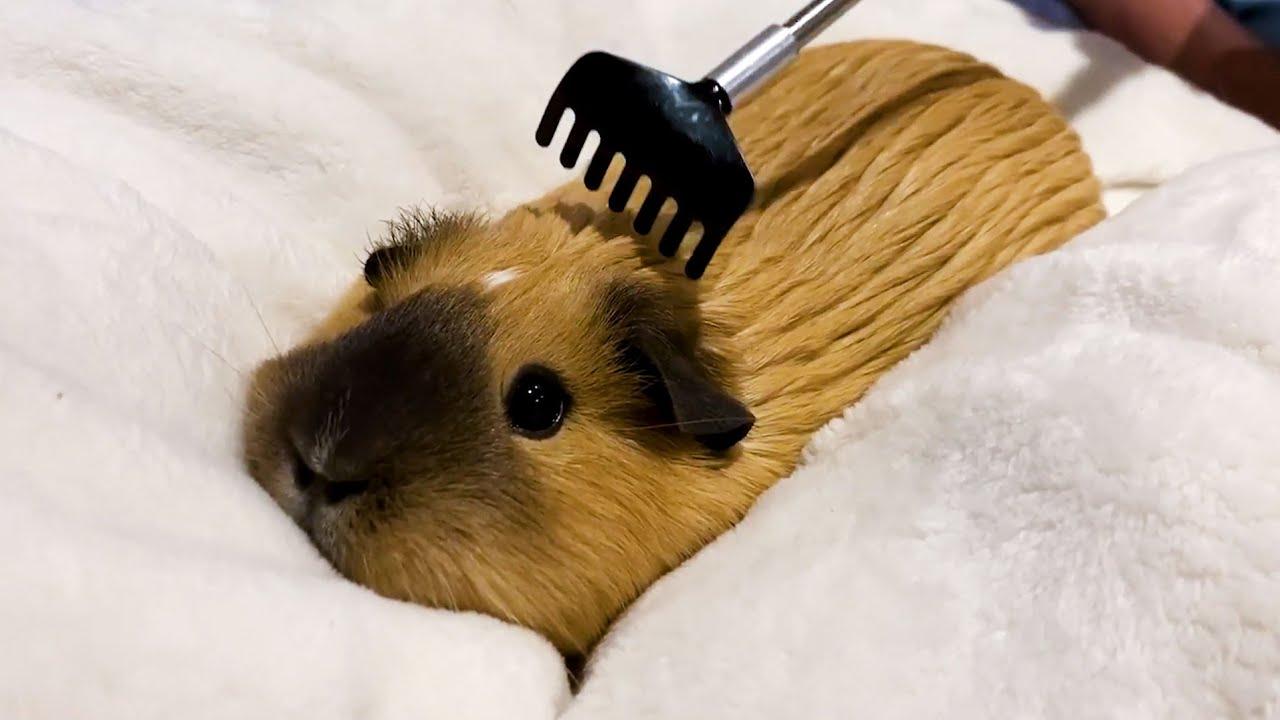 Embedded thumbnail for The Best Videos of All Time Part 35 Featuring Hilarious Cat Videos You Can't Miss