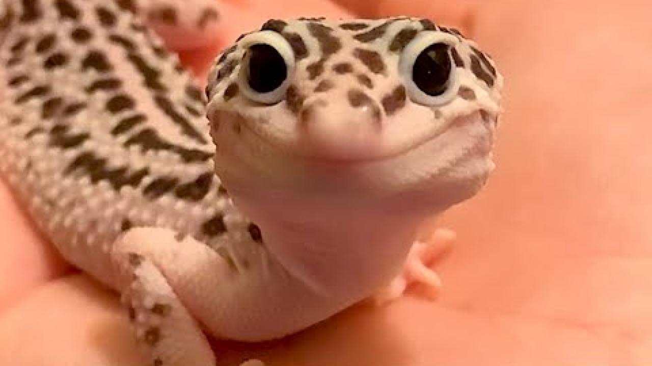 Embedded thumbnail for Die besten Videos Teil 86 || ✪ Stern DuTube - süße Haustier-Momente erleben