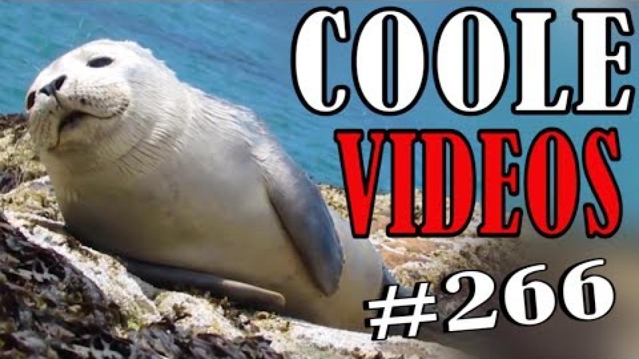 Embedded thumbnail for Cool Videos 266 by Stern DuTube: Best Funny Dog and Puppy Compilation dog videos