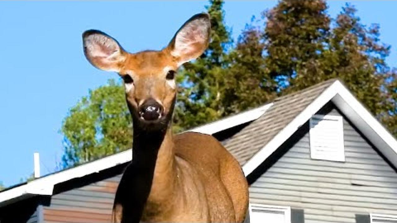 Embedded thumbnail for Best Videos Part 96 || ✪ Stern DuTube 2025 Viral Pet Videos Compilation