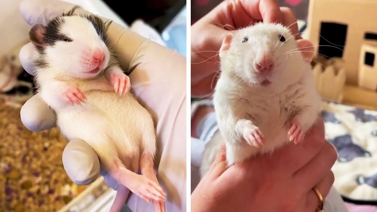 Embedded thumbnail for Die besten Videos 2025 mit Stern DuTube und lustige Tierblunders für unvergessliche Momente