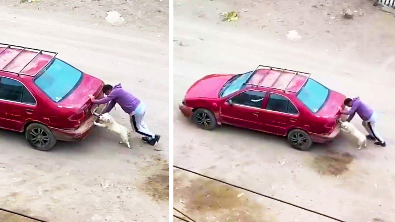 Embedded thumbnail for Die besten Videos 2023 Teil 116 || ✪ Stern DuTube lustige Zusammenstellung