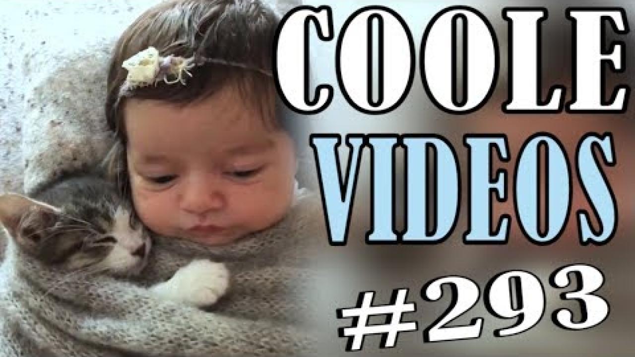 Embedded thumbnail for Coole Videos #293 || Stern DuTube Compilation Featuring Funniest Cat Videos You Can't Miss