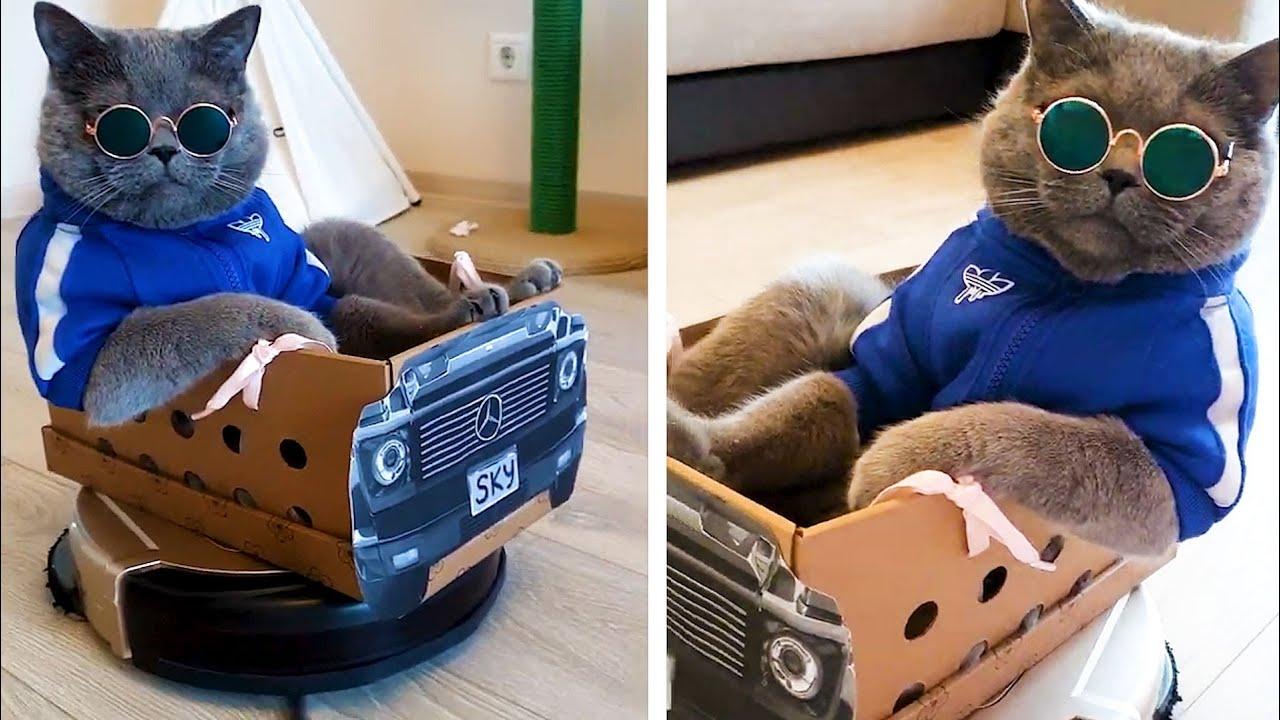 Embedded thumbnail for Best Videos Part 100 || ⭐ Stern DuTube Collection with Funny Cat Videos at the End