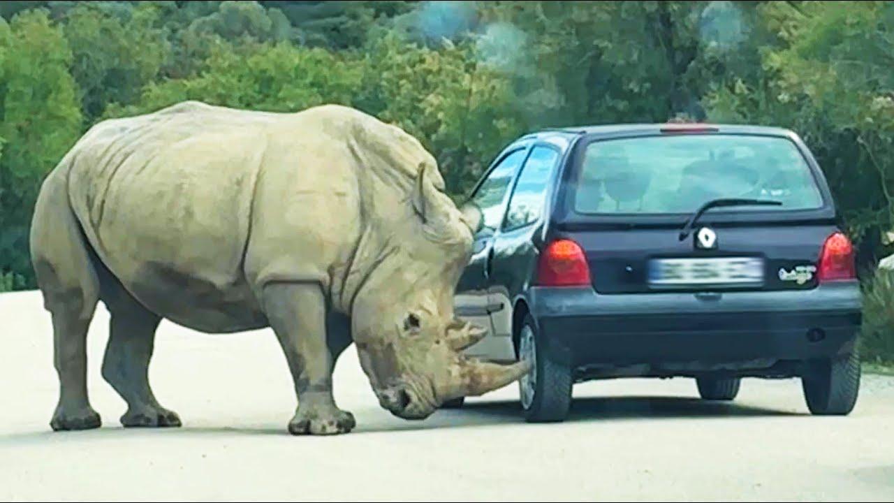 Embedded thumbnail for Die besten Videos 2024 – Stern DuTube präsentiert seltene Momente