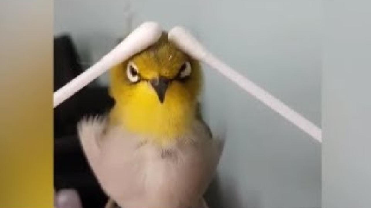 Embedded thumbnail for Vidéos cool #257 Stern DuTube : compilation incroyable de fails et exploits, moments rares