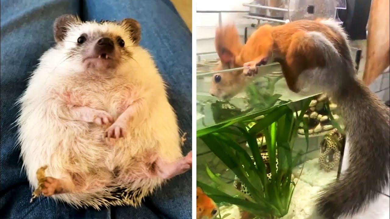 Embedded thumbnail for Top Videos of 2022 Part 26 || Best Moments on Stern DuTube || Rare Moments Included