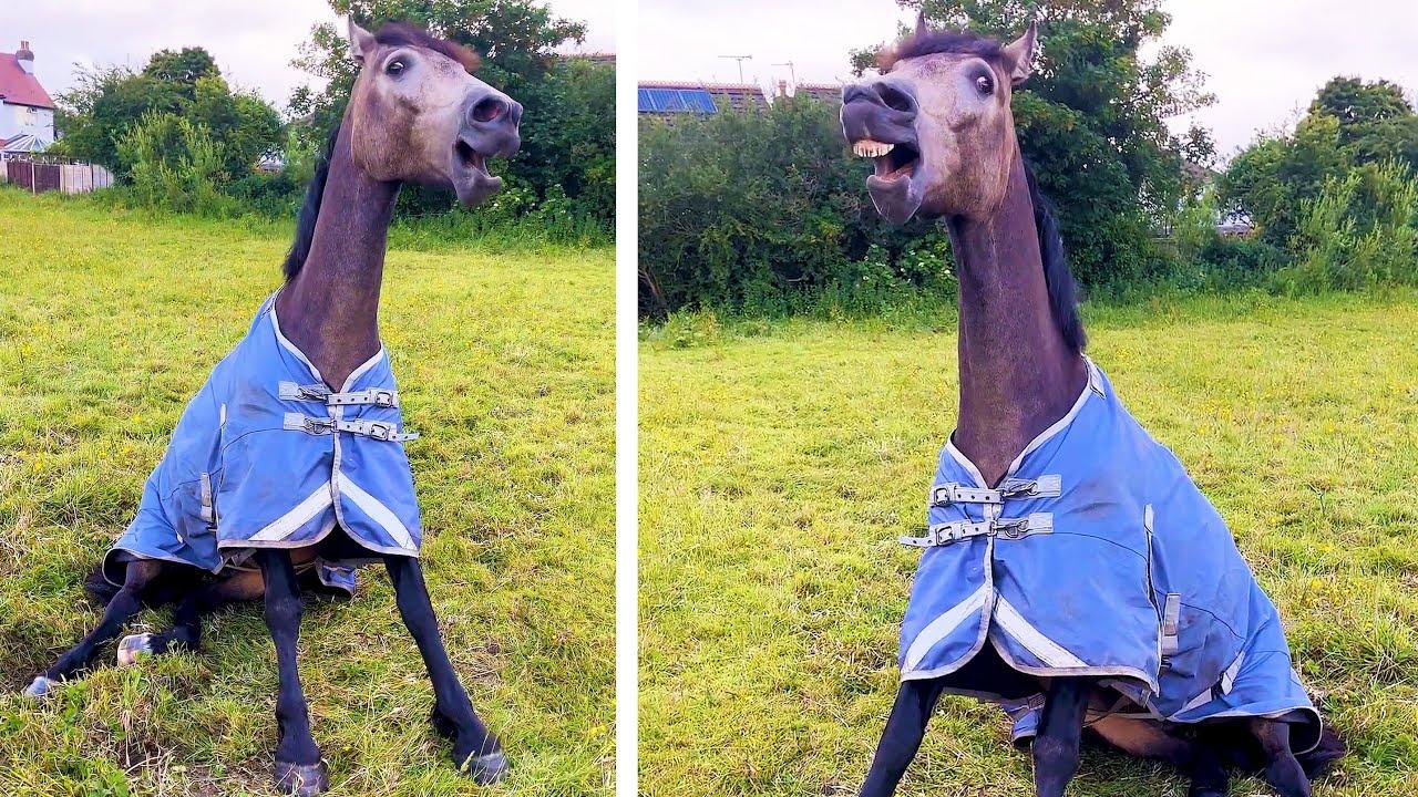 Embedded thumbnail for Die besten Videos 2024 || Stern DuTube lustige Katzenpannen Compilation