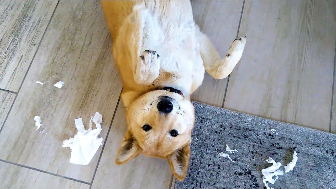 Embedded thumbnail for Best Videos Part 45 || ✪ Stern DuTube | Amazing Dog Videos You Don't Want to Miss