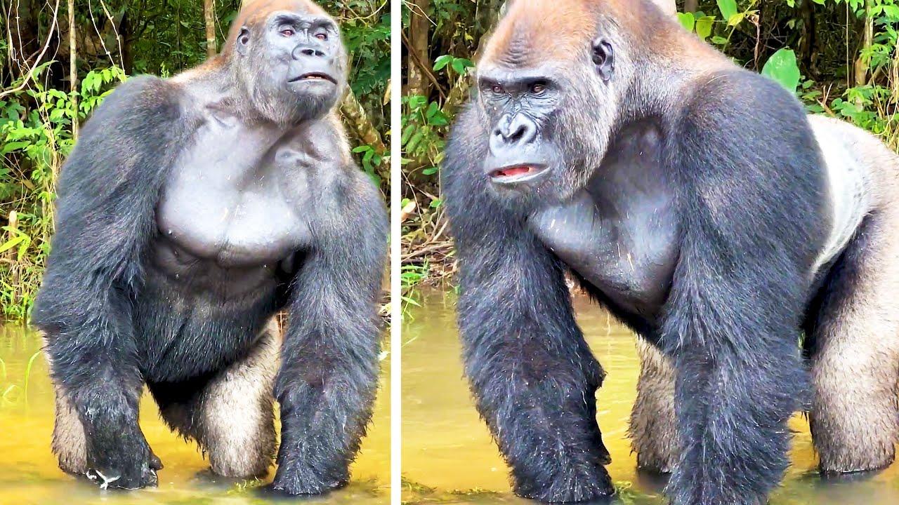 Embedded thumbnail for Die besten Videos aller Zeiten komische Pannen – Lustige und unvergessliche Momente jetzt ansehen!