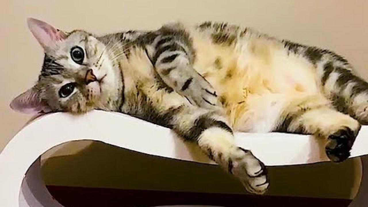 Embedded thumbnail for Top Videos Part 44: Funniest Animal Bloopers Compilation on Stern DuTube