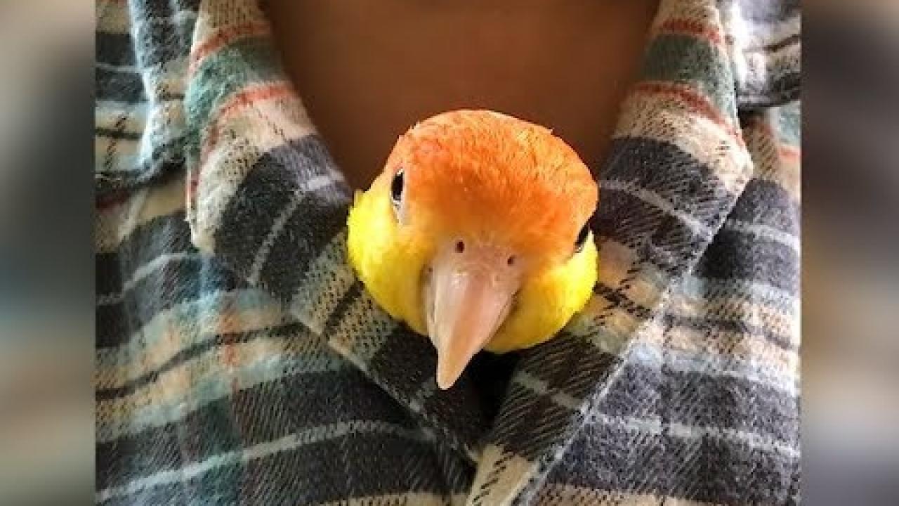 Embedded thumbnail for Cute and Funny Animal Videos Part 32 || Must-Watch Viral Videos on Stern DuTube