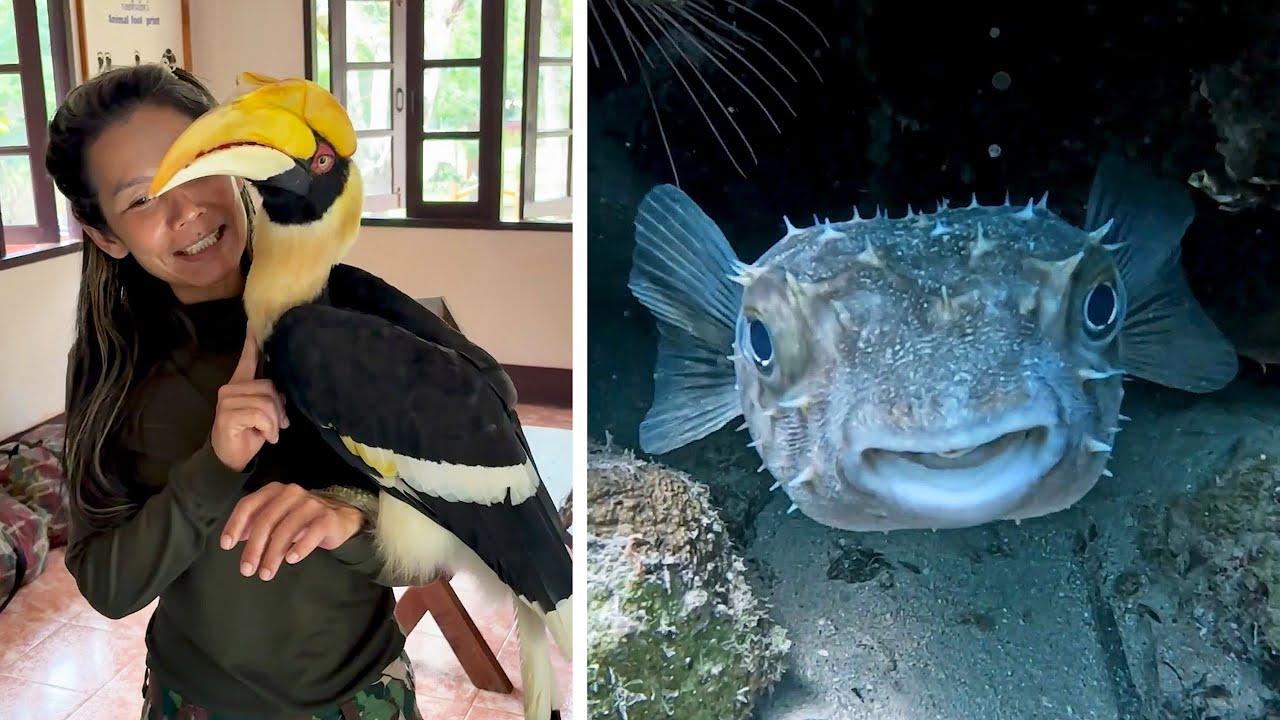 Embedded thumbnail for Die besten Videos 2025 auf Stern DuTube - süße Tier-Highlights gleich anschauen!