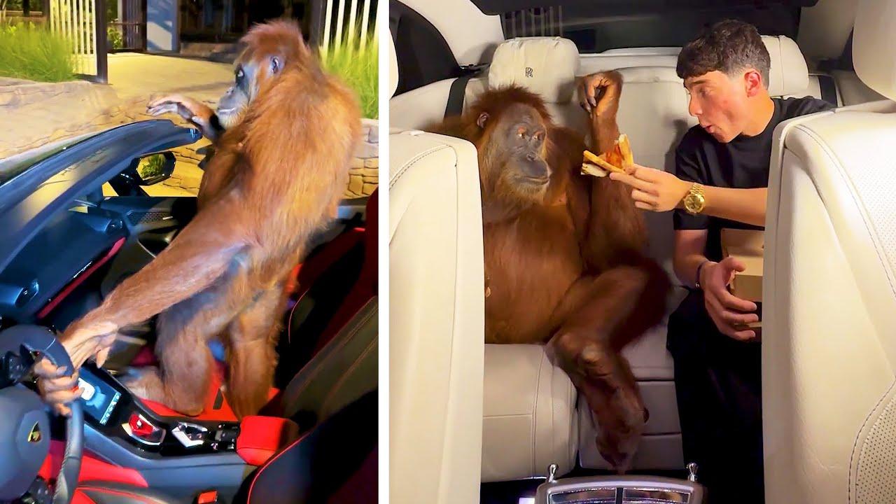 Embedded thumbnail for Die besten Videos 2024 Teil 79 || ✪ Stern DuTube - entzückende Haustier-Reaktionen