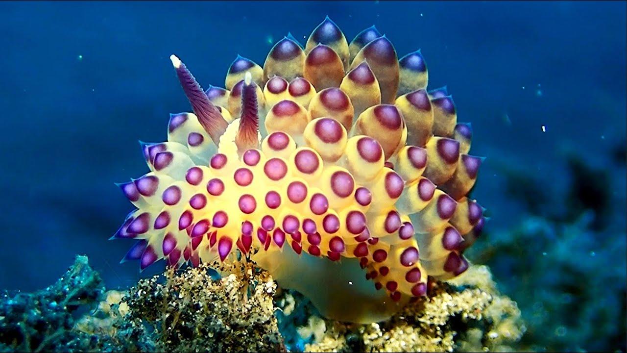 Embedded thumbnail for Die besten Videos 2024 Teil 58 | Stern DuTube | Haustier-Humor 2025