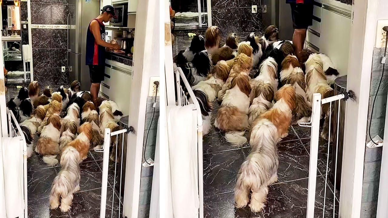 Embedded thumbnail for Die besten Videos 2023 Teil 100 || ✪ Stern DuTube - süße Haustier-Momente im Fokus