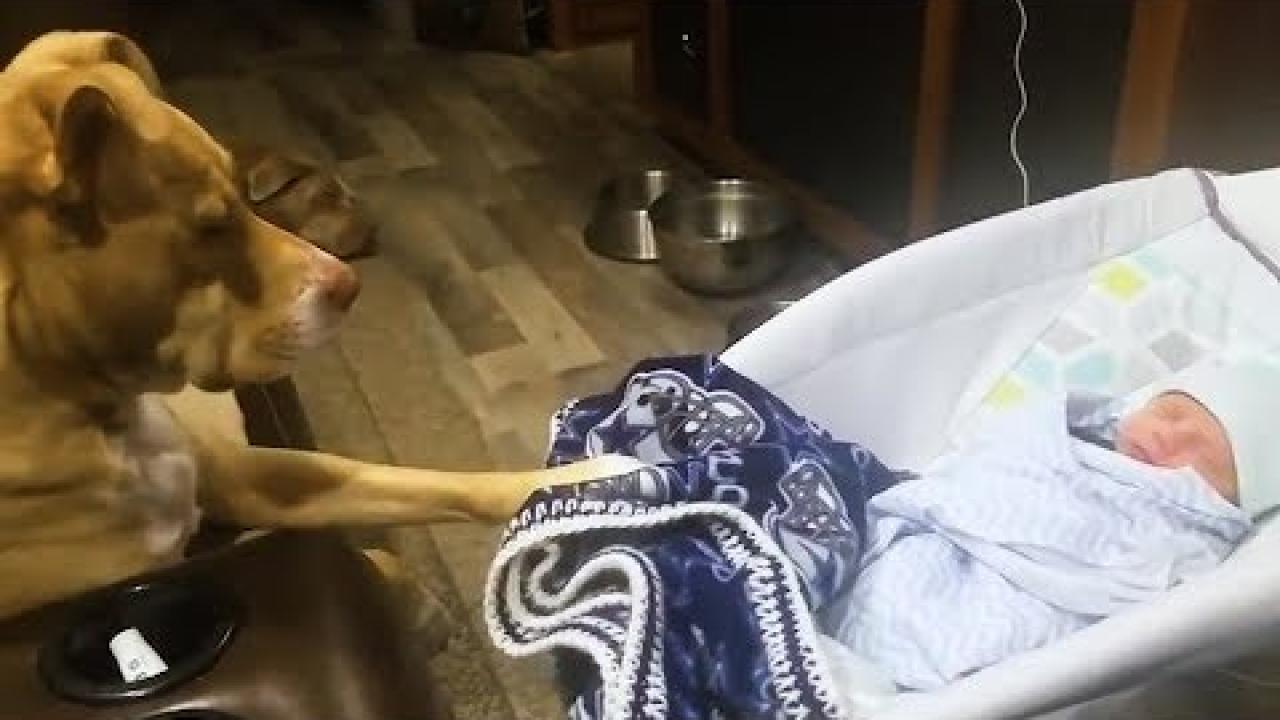 Embedded thumbnail for Cute Baby and Dog Bonding: Watch This Pup Rocking Baby to Sleep | Cute Pet Moments