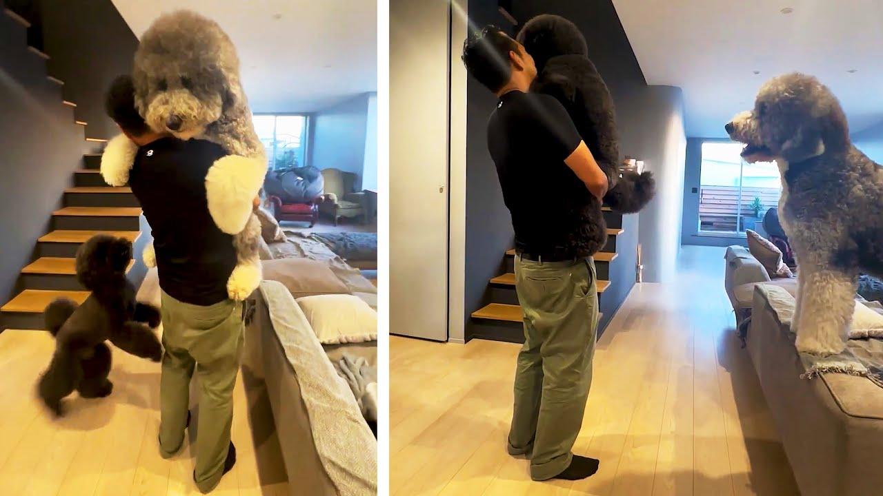 Embedded thumbnail for Die besten Videos 2023 (Teil 110) || ✪ Stern DuTube - Lustige Zusammenstellung der Highlights