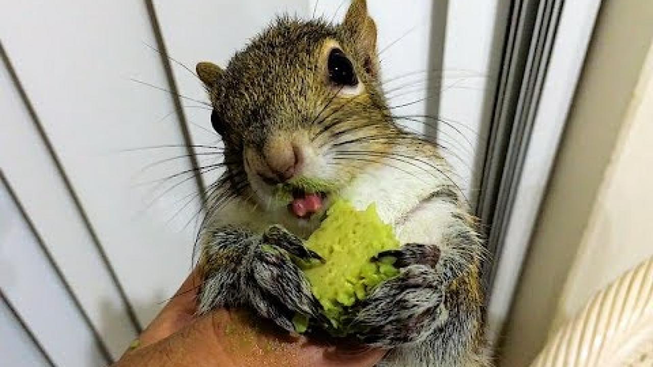 Embedded thumbnail for Cool Videos #353 || Stern DuTube - Hilarious Compilation for a Good Laugh