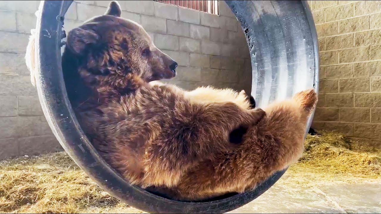 Embedded thumbnail for Die besten Videos aller Zeiten – Top 62 Auswahl virale Videos